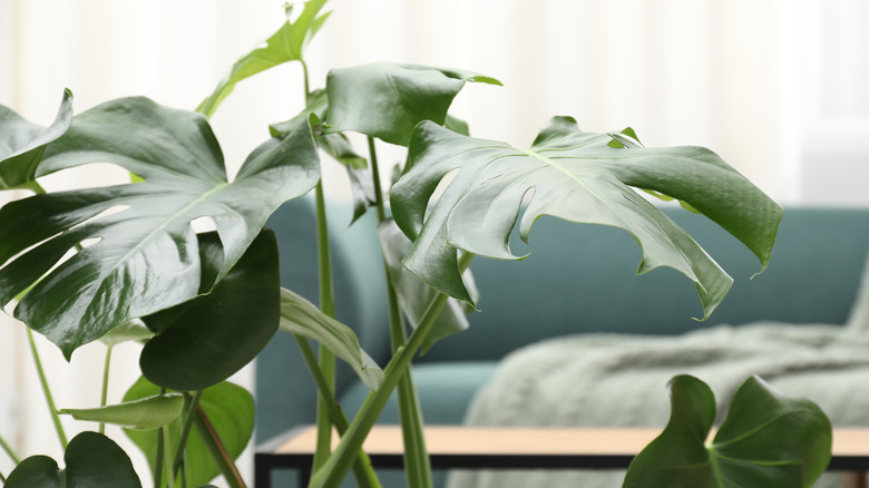 Closeup of green monstera plant with broad leaves in front of an out of focus sofa.