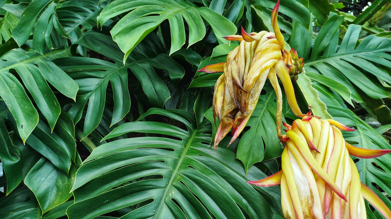 Closeup of monstera plant with wilting yellow flowers.