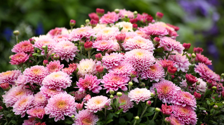 Blooming pink and white chrysanthemums