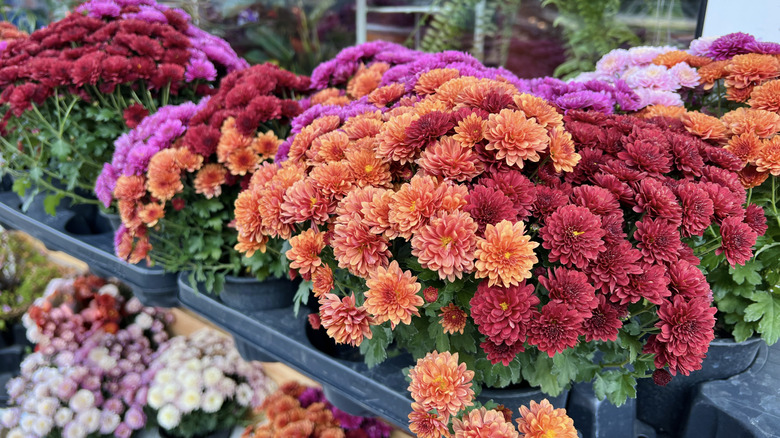 A beautiful collection of different colored mums in pots, including peach, maroon, pink, and purple
