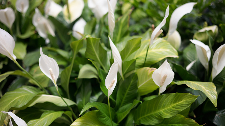 Peace lily in full bloom with bright greenish yellow leaves