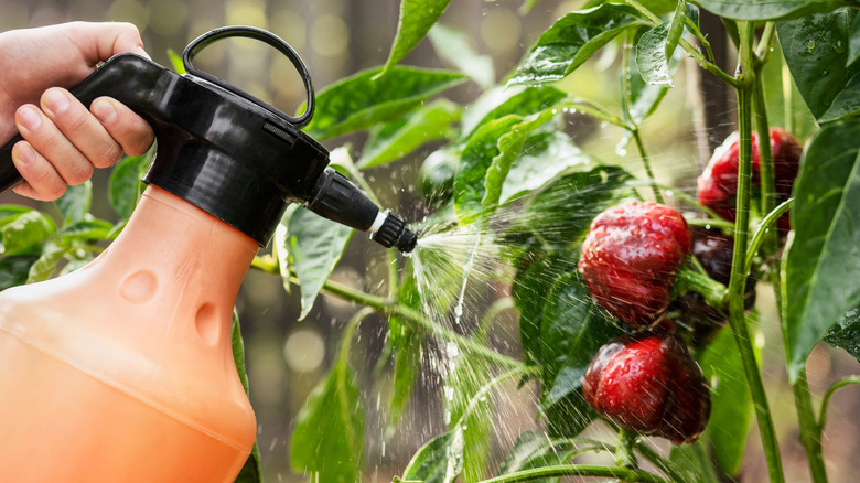 Spraying pepper with rice water