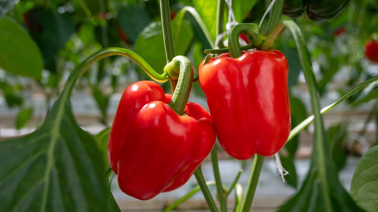 Close up of a red bell pepper plant