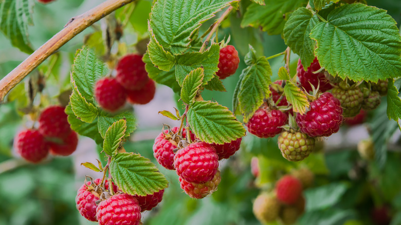 Ripe raspberries in a bush