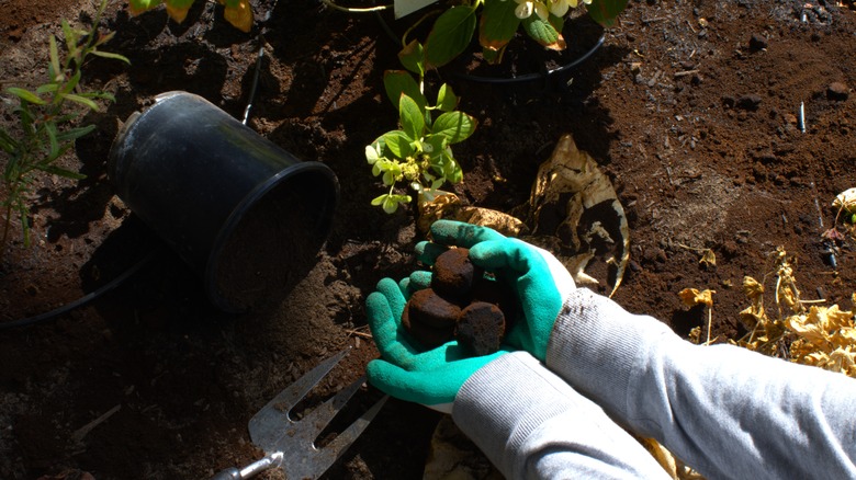 Hands add coffee grounds to garden