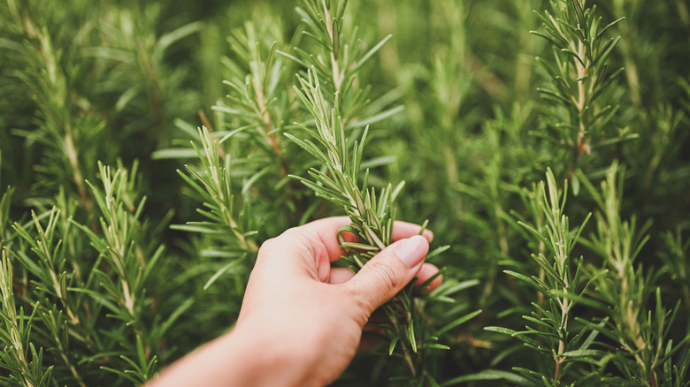 A hand harvests rosemary in a large patch.