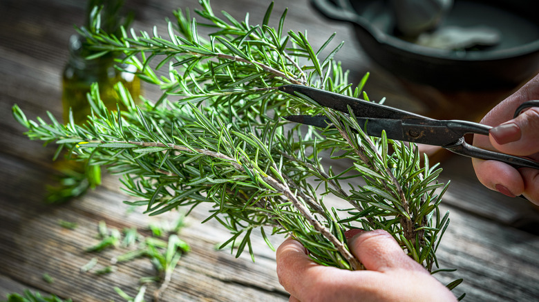A woman's hands cuts freshly picked rosemary with scissors.