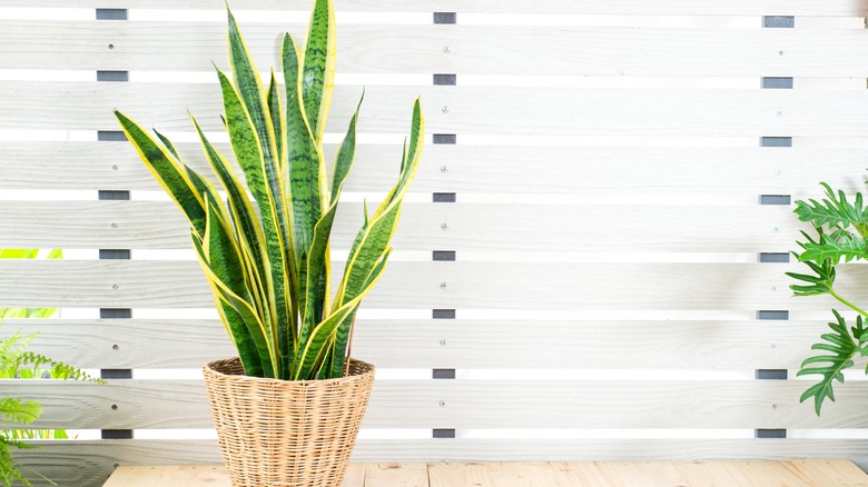 A snake plant in woven container