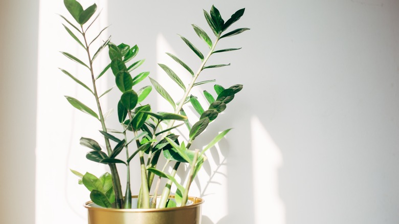 A ZZ plant in gold pot