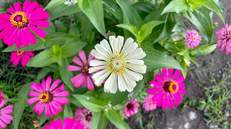 A single, white zinnia bloom among pink zinnias in a flower bed.
