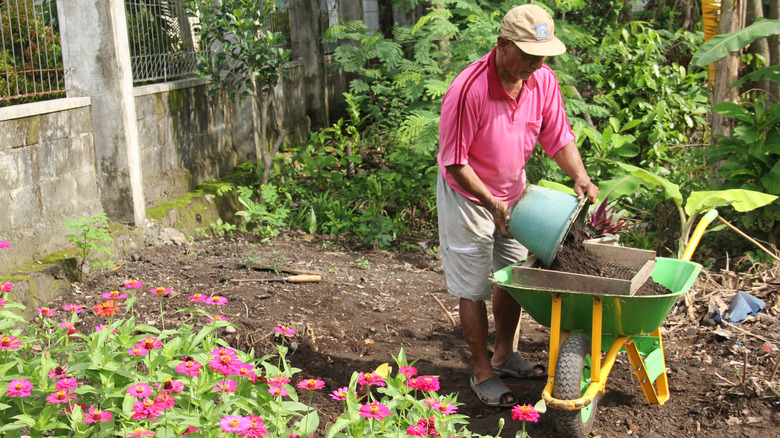 A man sifting fertilizer into a wheelbarrow for his pink zinnia blooms.