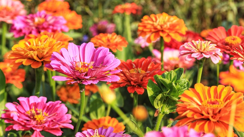 close up of orange and pink zinnias