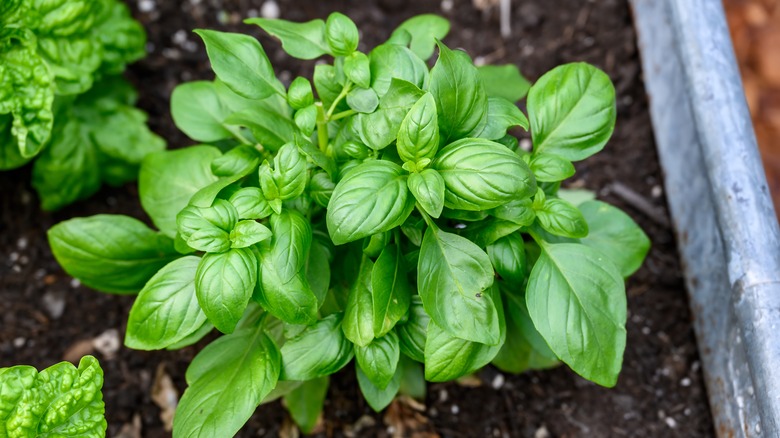 sweet basil growing in a raised garden bed