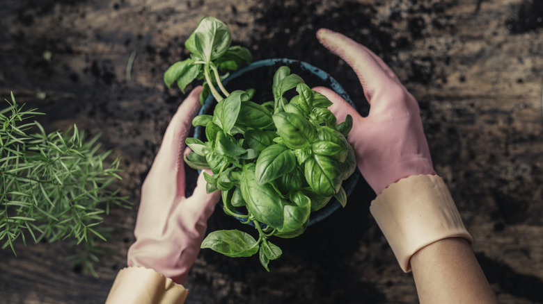 basil in a pot