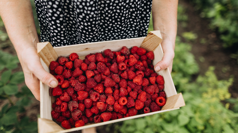 crate of fresh raspberries