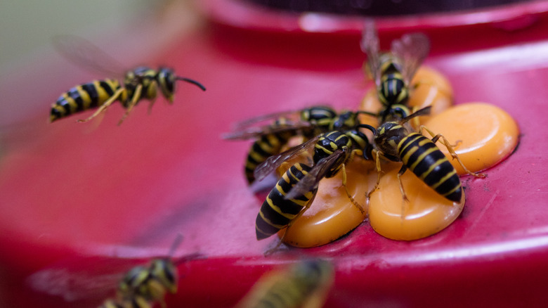 Wasps eating from hummingbird feeder