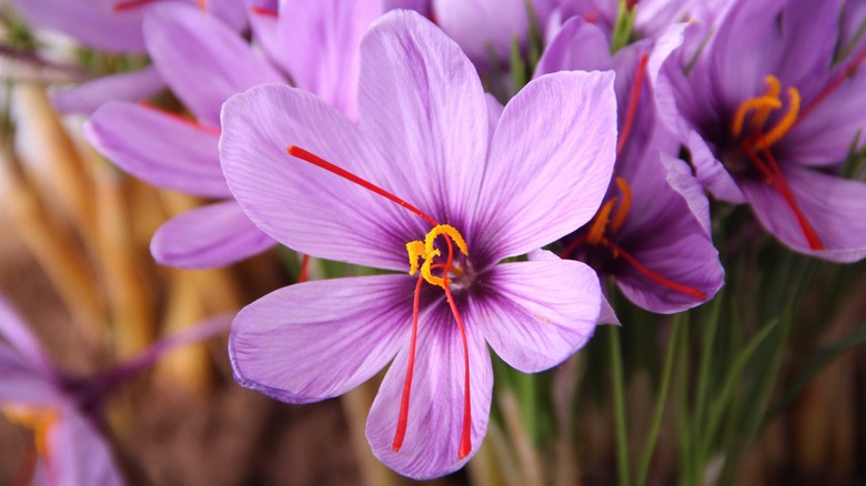 crocus flower up close