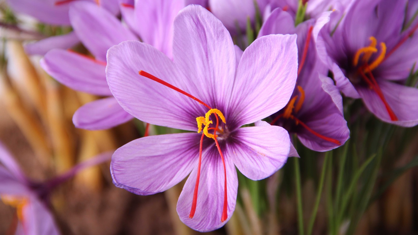 Helpful Tips To Start Growing Saffron Indoors