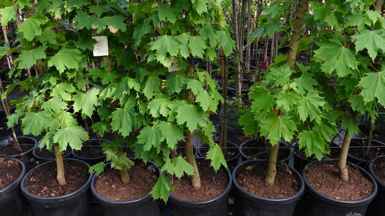 maple seedlings in nursery pots