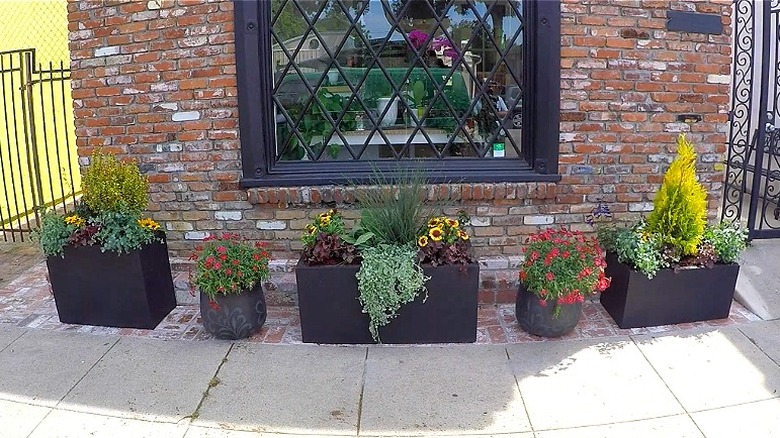 Container garden on brick and concrete front of Shirley Bovshow's Los Angeles studio