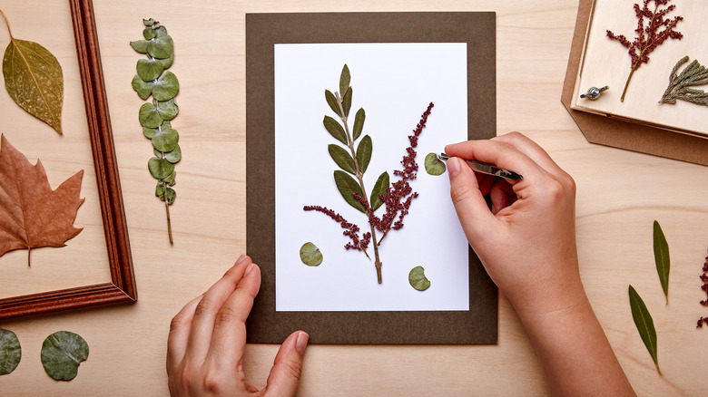 person making a herbarium