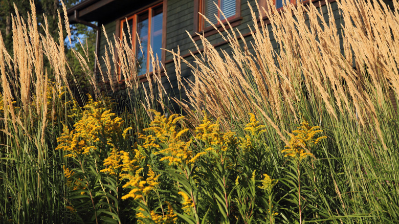 ornamental grasses by a house
