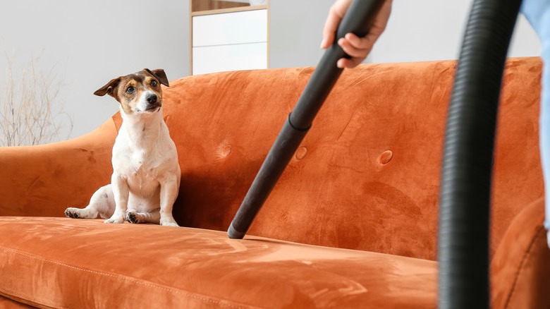 Dog on couch being vacuumed