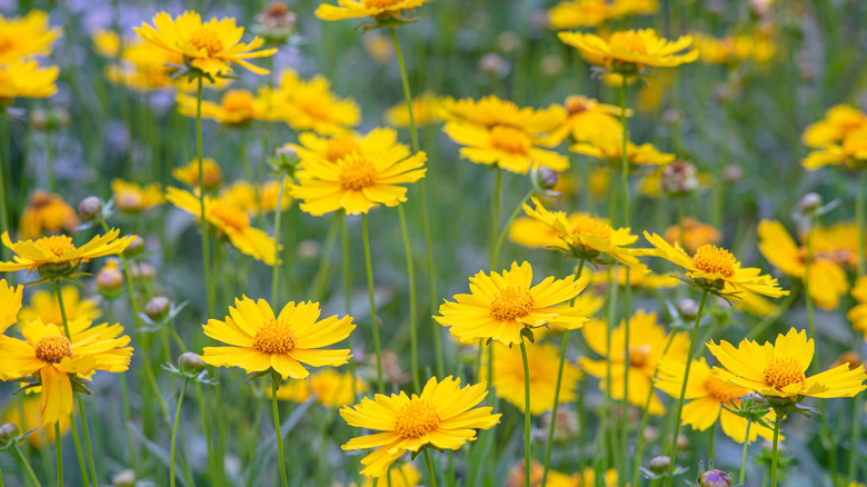 A close-up of yellow coreopsis flowers in a field