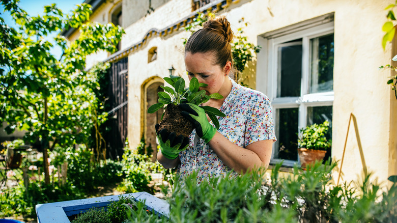 A woman smelling a sage plant before planting it