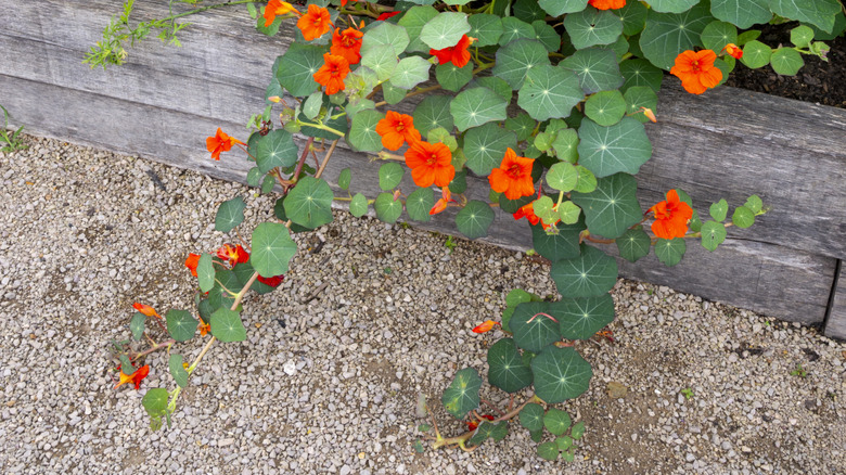 Orange nasturtiums growing in a raised bed alongside other plants
