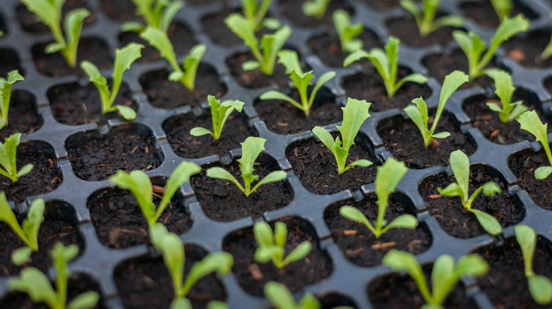 Seedling tray with lettuce seeds growing
