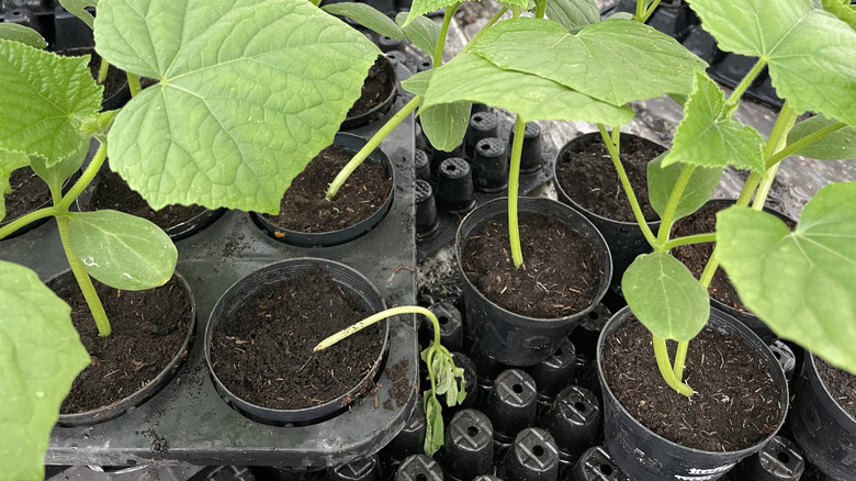 cucumber seedlings showing signs of damping off