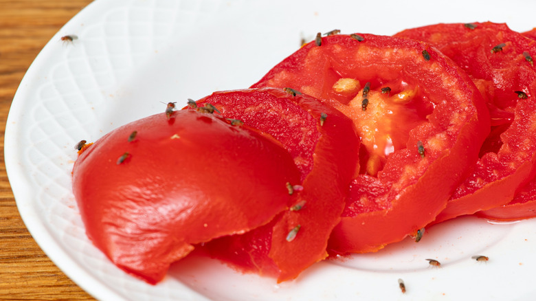 Fruit flies on slices of tomatoes