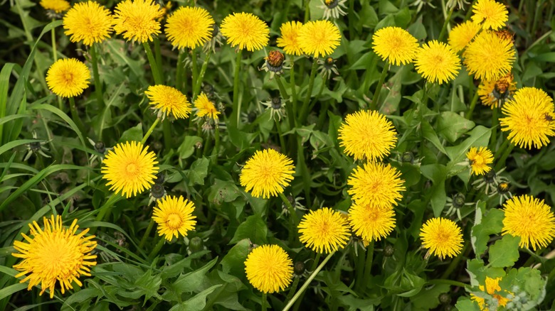 Fuzzy dandelions