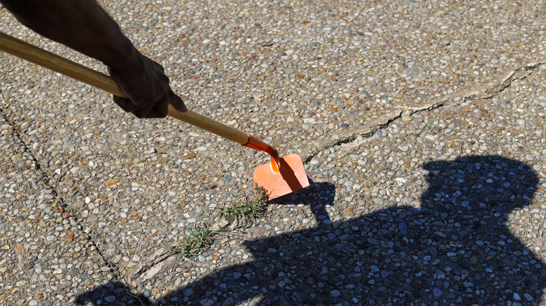 removing weeds from crack in driveway
