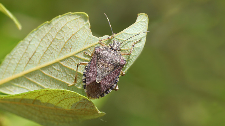 A brown marmorated stink bug sitting on a leaf