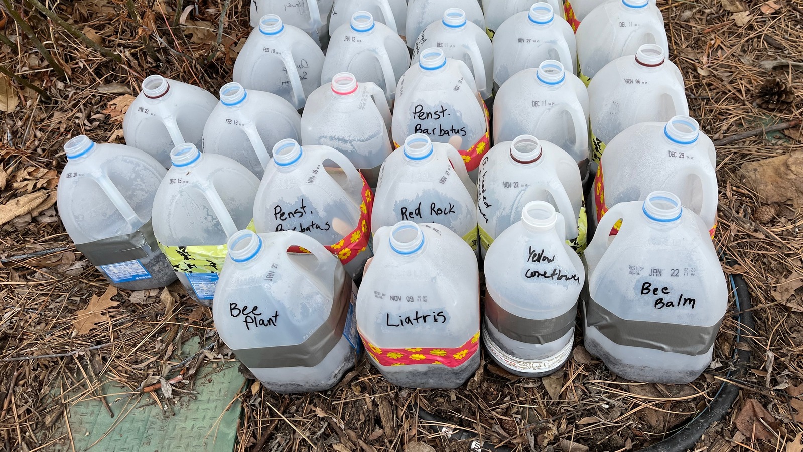 Winter Sowing in Milk Jugs Greenhouse