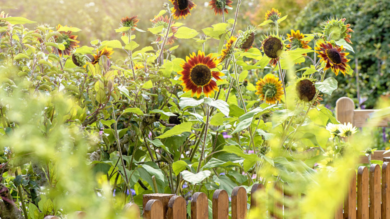 Orange sunflowers behind a fence in a garden