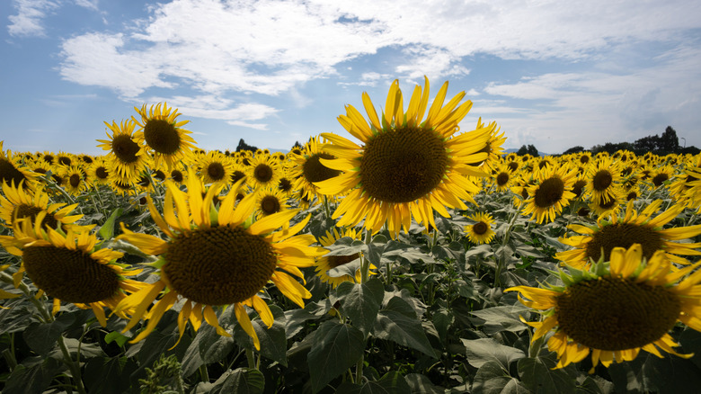 A field of sunflowers against a blue sky