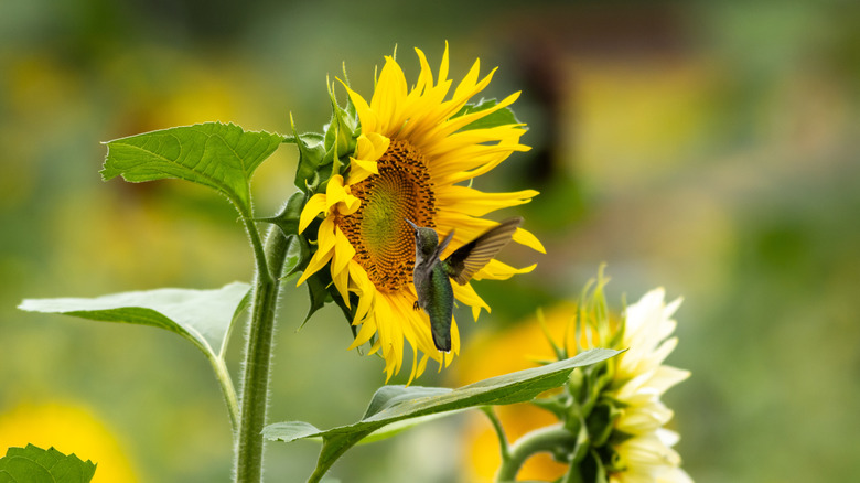 A hummingbird inspecting a sunflower