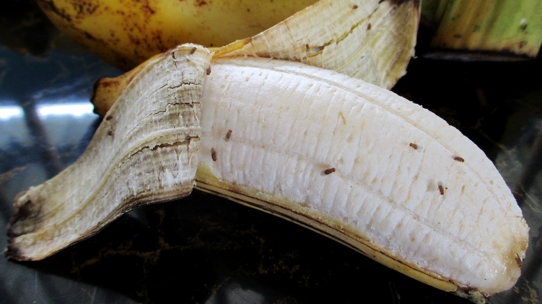 Fruit flies on a banana