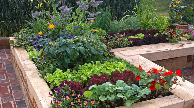 borage and cabbage in garden