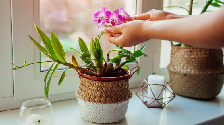 woman tending to orchid plant 