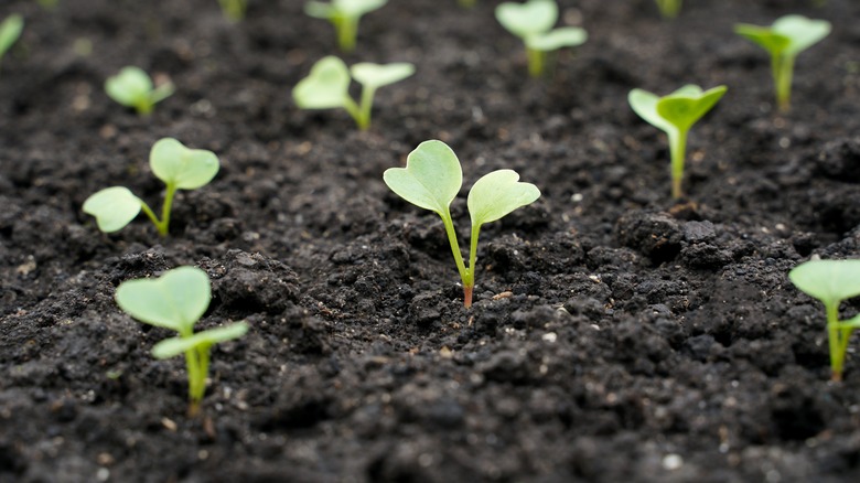 Multiple seeds germinating in soil