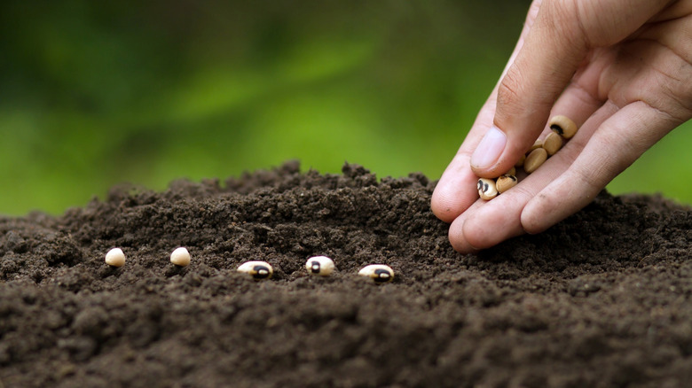 A hand placing seeds in soil