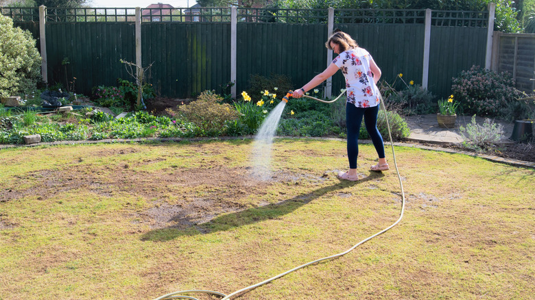 A person watering brown patches of grass with a hose