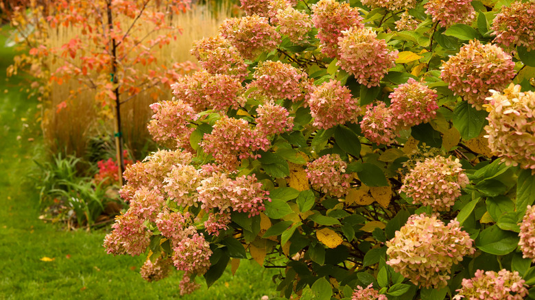 hydrangea bush blooming in fall