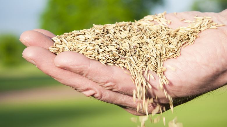hands holding grass seeds