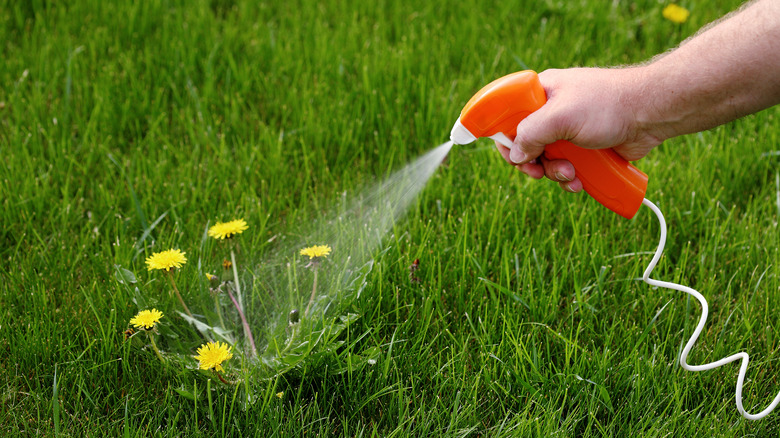 person spraying herbicide