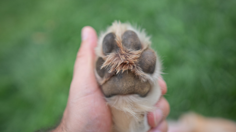 Here's How Long You Should Keep Kids And Pets Off The Lawn After ...